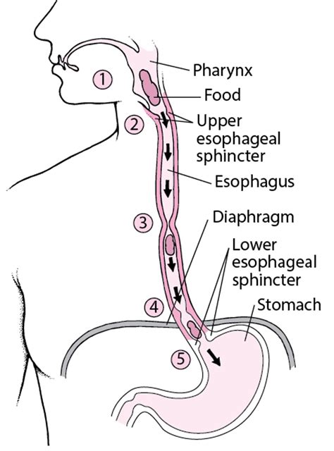 Quick Facts:Esophagus - MSD Manual Consumer Version