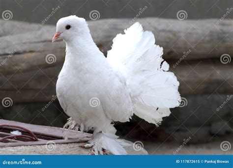 Fantail pigeon stock image. Image of pigeon, fantail - 117872615
