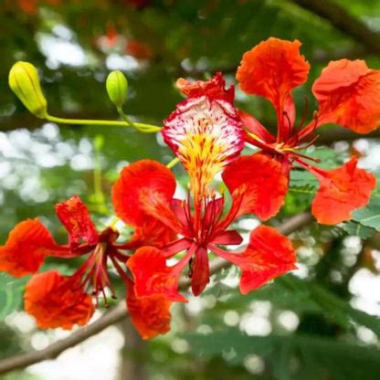 Gulmohar Flowering Tree (Delonix Regia) "Royal Poinciana" - Plant ...