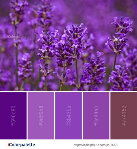 What Color Is Lavender