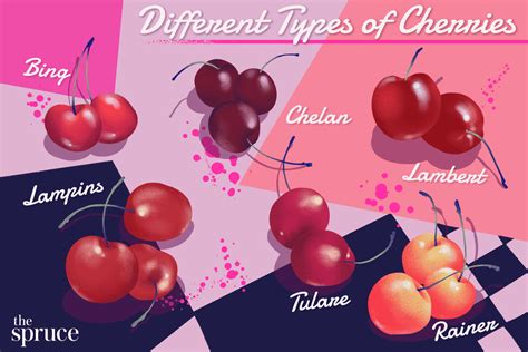 32 Types Of Cherries Explained