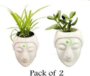 Oshi Greens Budhha shape flower planters plastic plant container set ...