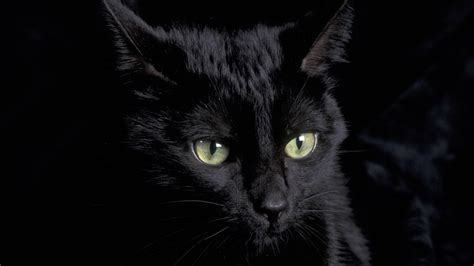 Black Cat Eyes Wallpaper - WallpaperSafari
