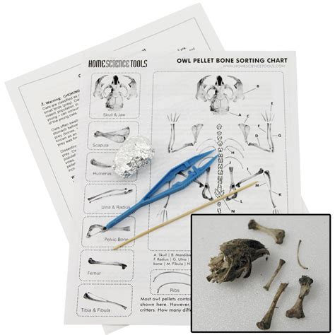 Owl Pellet Dissection Kit: Learn How To Dissect an Owl Pellet