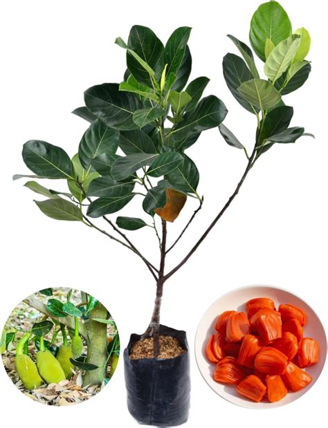Golden Bloom Thai Grafted Original Red JackFruit Plant Tree Plant ...