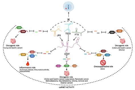 The lncRNAs at X Chromosome Inactivation Center: Not Just a Matter of ...