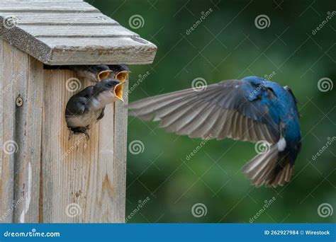 Baby Birds (avis) Waiting for Their Mom To Bring Them a Meal in Their ...