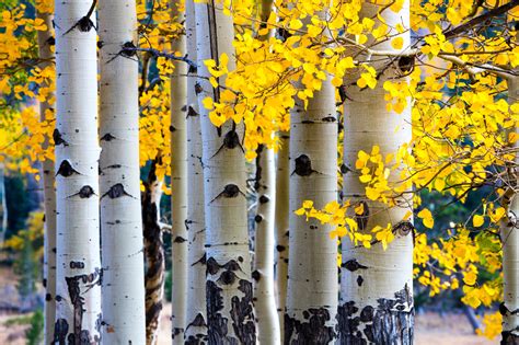 Experience Autumn in the Rockies: Behold the Quaking Aspen - American ...