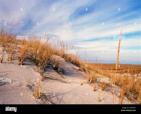Crane Beach sand dunes in Ipswich, Massachusetts Stock Photo - Alamy