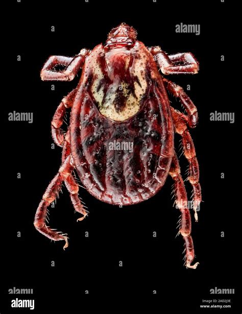 American dog tick. Macrophotograph of an American dog tick (Dermacentor variabilis), also known ...