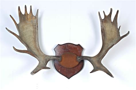 Moose Antlers