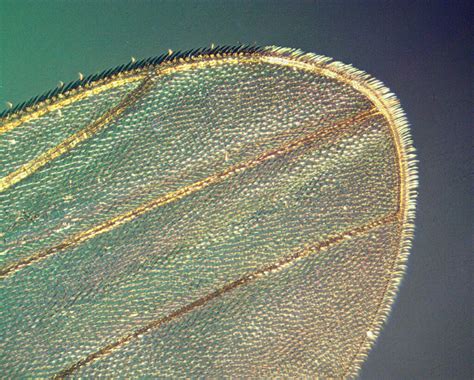 Image result for Interference Microscope