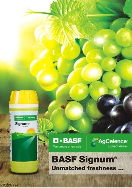 BASF Signum (Boscalid 25.2% + Pyraclostrobin 12.8% WG ) Fungicide ...