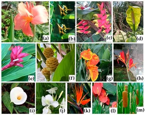 Maximizing Value in Constructed Wetlands: A Review of Ornamental Plants ...
