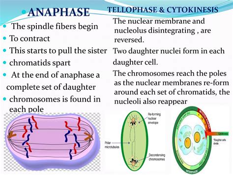 HUMAN CELL AND TISSUE ( cytology ) | PPTX