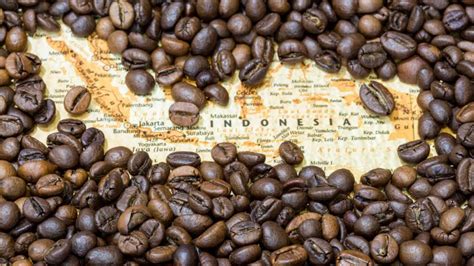 Image result for Java Coffee Beans