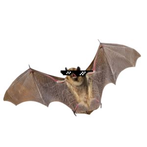 Image result for Bat Python Turtle