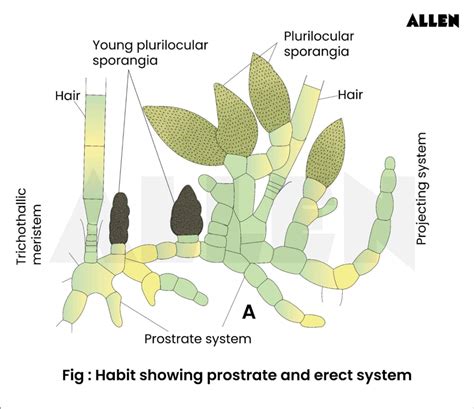 Ectocarpus Diagram A Transcriptomic Hourglass In Brown Algae | Nature