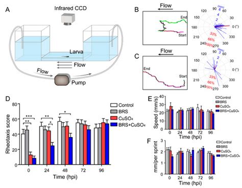 Suppression of Inflammation Delays Hair Cell Regeneration and ...