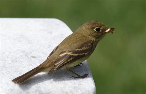 Pacific-slope Flycatchers at Fort Rosecrans National Cemetery - Greg in San Diego