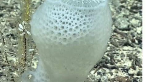 This deep sea creature can live up to 15,000 years - Times of India