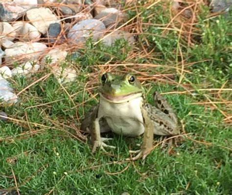 Image result for Alien Michigan Frog