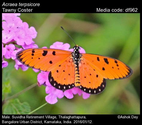 Acraea terpsicore | Butterfly