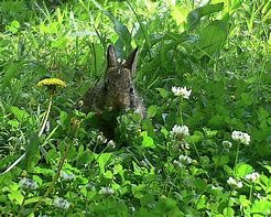 Image result for Bunnie Mixed with Black and White