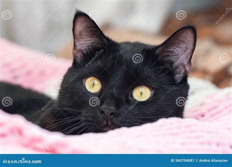 Portrait of a Black Cat Peeking Out from Under a Blanket during a Cold ...