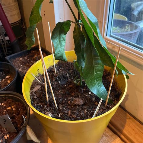 Image result for Mango Leaf Problems