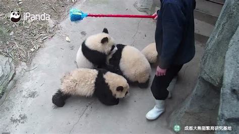 为什么大熊猫看到饲养员后总爱跑去抱大腿？听听饲养员怎么回答吧|饲养员|熊猫|大熊猫_新浪新闻