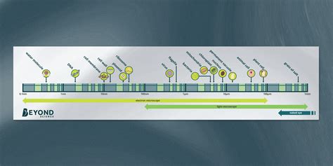 Sub-Cellular Structures Poster | Secondary Biology | Beyond