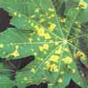 TNAU Agritech Portal :: Crop Protection