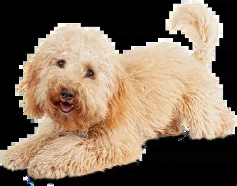 Search our Job Opportunities at Petco