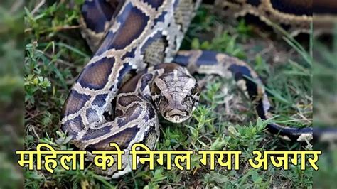 Image result for Ajgar Python