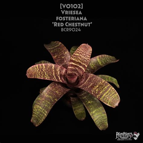 【reserved】Vriesea 'Red Chestnut'〔フリーセア〕現品発送V0102 | plane plants