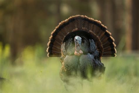 Turkey Hunting Tips 的图像结果