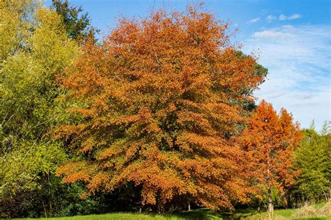 How to Grow and Care for Willow Oak Trees | Gardener's Path