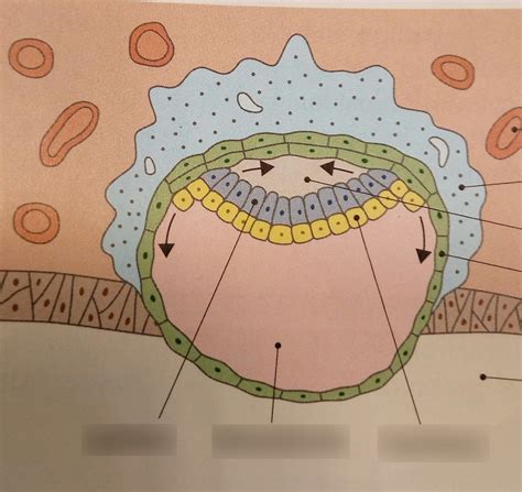 Image result for 2 Week Embryo