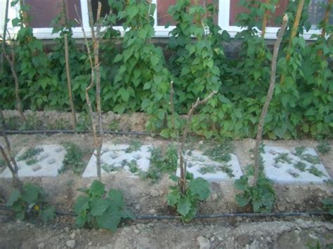 Bionem Mikrobiyal Gübre Hakkında - Page 26 - agaclar.net