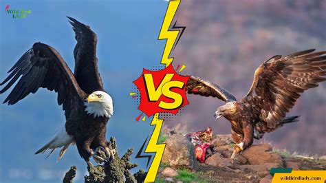 What Do Eagles Eat? A Complete Guide to the Majestic Predator's Diet