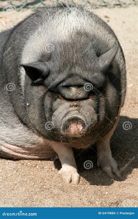 Ugly Fat Animals Super Fat Ugly Pug At Animal Shelter YouTube