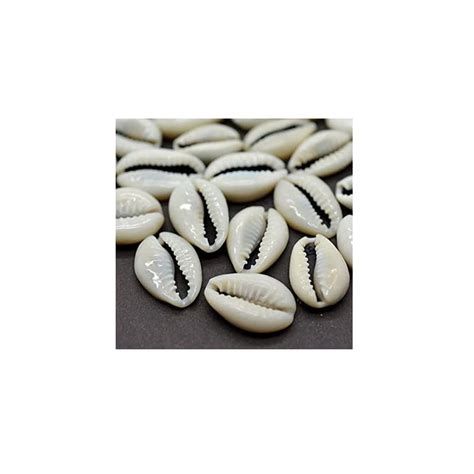 Buy SynSpiritStore Original White Cowdi/Cowrie/Cowry/Kouri/Kaudi/Kori ...