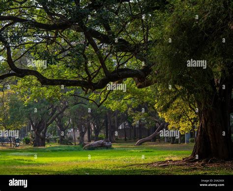 Huge trees and lush green lawn from Garden city of India, Bangalore or ...