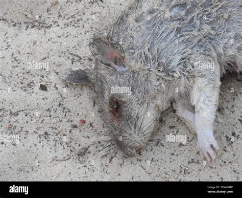 Northern Giant Pouched Rat (Cricetomys gambianus) Mammalia Stock Photo ...
