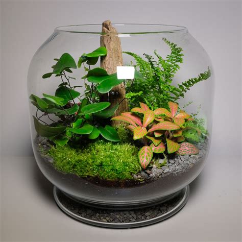 What Plants Go Well Together In A Terrarium at Yvette Seo blog