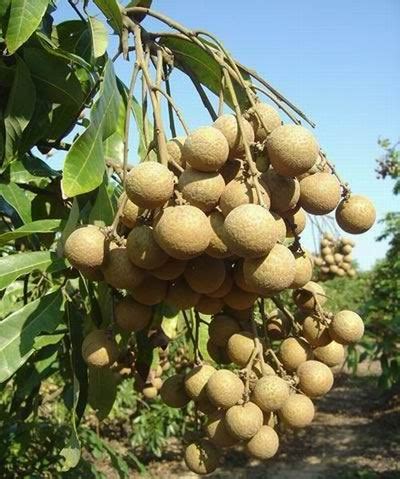 Longane — Chine Informations