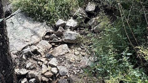 Can you find the hidden snake? This optical illusion will truly test ...