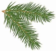 Image result for Trees in Winter Pine Leaves