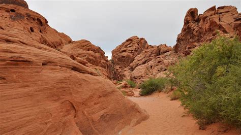 Valley of Fire named second-most Instagrammed state park in U.S. - wildlife in valley of fire state park